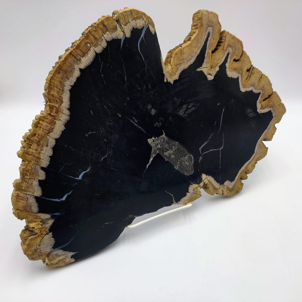 Petrified Wood Slice - Bali