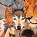 Shamanic Medicine Oracle - Barbara Meiklejohn-Free & Flavia Kate Peters